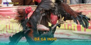 Đá gà Indo kịch tính và hấp dẫn tại WINVN
