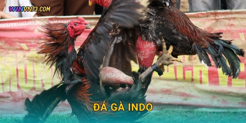 Đá gà Indo kịch tính và hấp dẫn tại WINVN