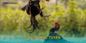 Đá gà trực tuyến an toàn tiện lợi tại WINVN