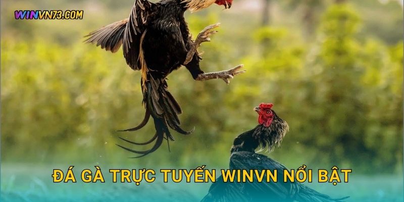 Đá gà trực tuyến an toàn tiện lợi tại WINVN 2 Đá gà trực tuyến WINVN nổi bật