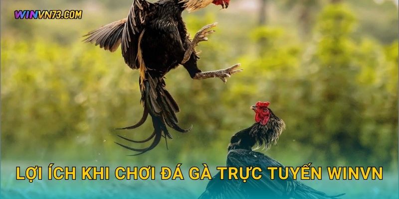 Đá gà trực tuyến an toàn tiện lợi tại WINVN 3 Lợi ích khi chơi đá gà trực tuyến WINVN