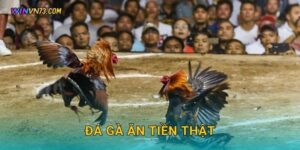 Đá gà ăn tiền thật minh bạch tại WINVN