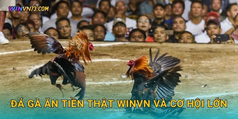 Đá gà ăn tiền thật WINVN và cơ hội lớn