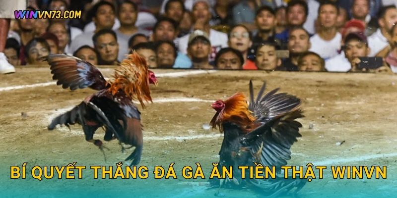 Bí quyết thắng đá gà ăn tiền thật WINVN