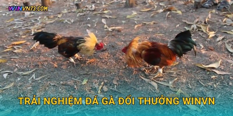 Đá gà đổi thưởng hấp dẫn tại WINVN 2 Trải nghiệm đá gà đổi thưởng WINVN