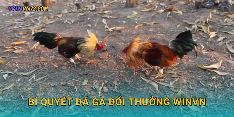 Đá gà đổi thưởng hấp dẫn tại WINVN 3 Bí quyết đá gà đổi thưởng WINVN