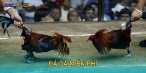 Đá gà miễn phí trải nghiệm độc đáo tại WINVN