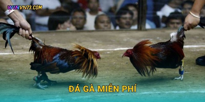 Đá gà miễn phí trải nghiệm độc đáo tại WINVN
