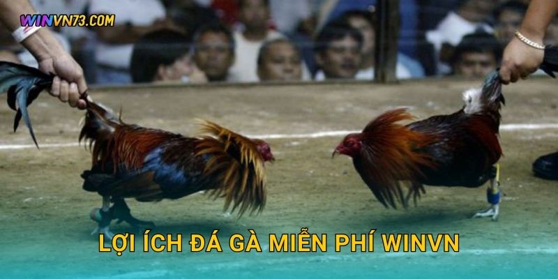 Đá gà miễn phí trải nghiệm độc đáo tại WINVN 3 Lợi ích đá gà miễn phí WINVN