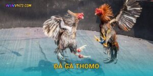 Đá gà Thomo kịch tính trực tiếp tại WINVN