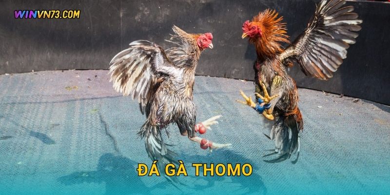 Đá gà Thomo kịch tính trực tiếp tại WINVN
