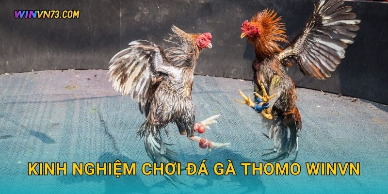 Đá gà Thomo kịch tính trực tiếp tại WINVN 3 Kinh nghiệm chơi đá gà Thomo WINVN