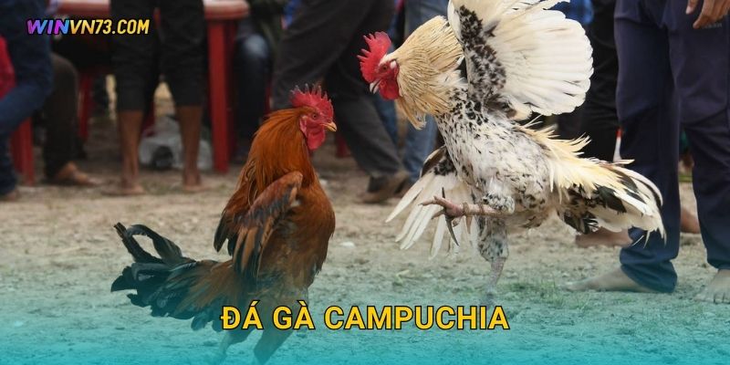 Đá gà Campuchia đặc sắc tại WINVN