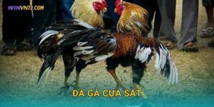 Đá gà cựa sắt quyết liệt tại WINVN