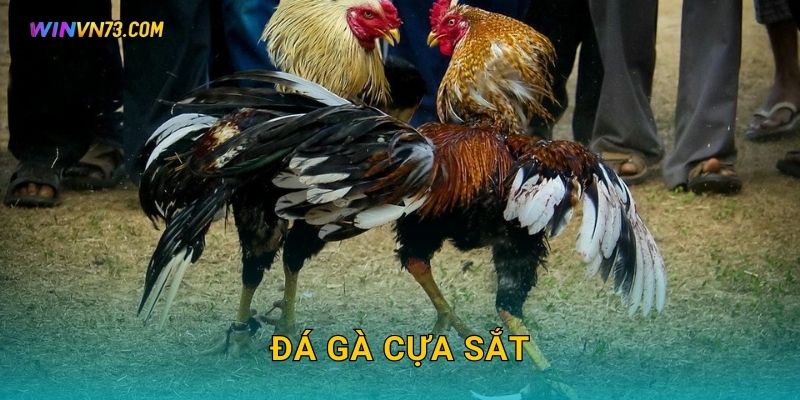Đá gà cựa sắt quyết liệt tại WINVN