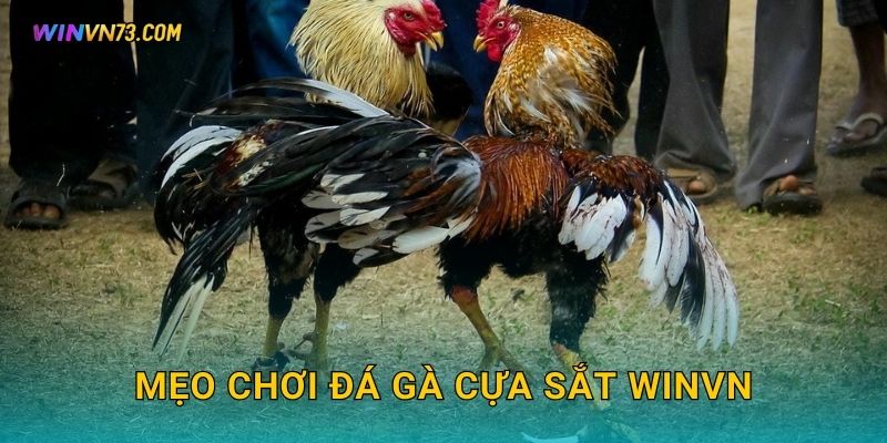 Đá gà cựa sắt quyết liệt tại WINVN 3 Mẹo chơi đá gà cựa sắt WINVN