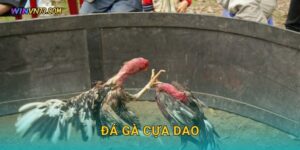 Đá gà cựa dao kịch tính đỉnh cao tại WINVN
