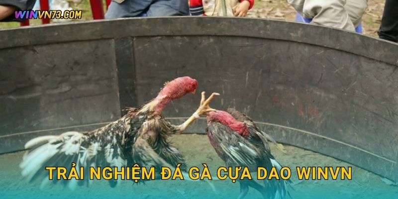 Đá gà cựa dao kịch tính đỉnh cao tại WINVN 2 Trải nghiệm đá gà cựa dao WINVN