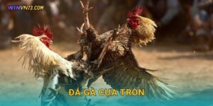 Đá gà cựa tròn độc đáo hấp dẫn tại WINVN