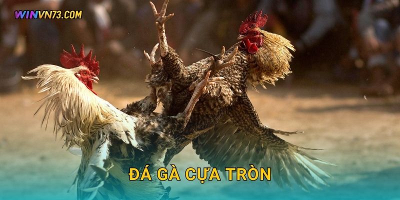 Đá gà cựa tròn độc đáo hấp dẫn tại WINVN