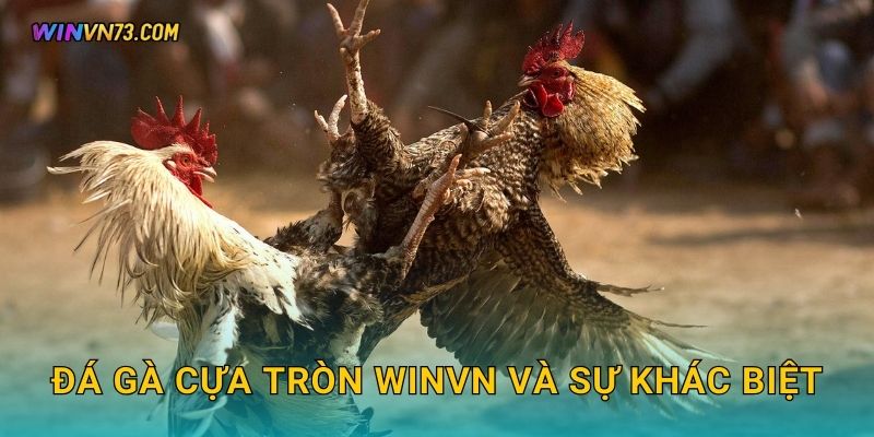 Đá gà cựa tròn độc đáo hấp dẫn tại WINVN 2 Đá gà cựa tròn WINVN và sự khác biệt