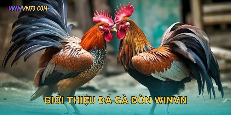 Giới thiệu đá gà đòn WINVN