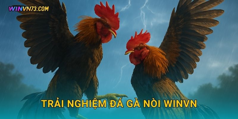 Đá gà nòi truyền thống Việt Nam tại WINVN 2 Trải nghiệm đá gà nòi WINVN