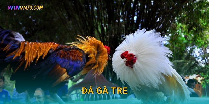 Đá gà tre kịch tính và thú vị tại WINVN