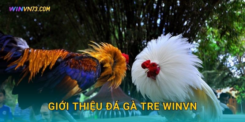 Giới thiệu đá gà tre WINVN