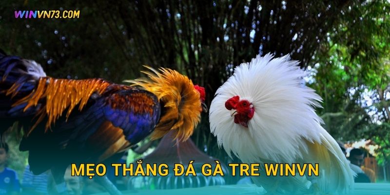 Mẹo thắng đá gà tre WINVN