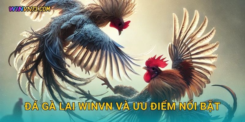Đá gà lai hấp dẫn đa phong cách tại WINVN 2 Đá gà lai WINVN và ưu điểm nổi bật