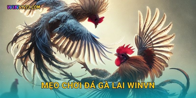 Đá gà lai hấp dẫn đa phong cách tại WINVN 3 Mẹo chơi đá gà lai WINVN