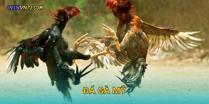 Đá gà Mỹ phong cách hiện đại tại WINVN