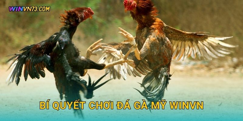 Đá gà Mỹ phong cách hiện đại tại WINVN 3 Bí quyết chơi đá gà Mỹ WINVN